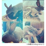 益若がペットの突然死に憔悴、ブログに辛い胸の内「涙が止まりません」。