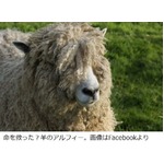 羊の頭突きのおかげで命拾い、胸にできたあざがきっかけで乳がんを発見。