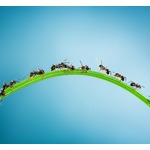 がん予防に&ldquo;蟻&rdquo;？ 抗酸化物質が効果的との研究