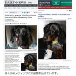 火事で行方がわからなくなった犬、廃墟の家の中で1か月生き抜いていた。