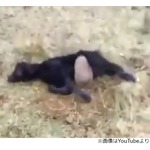 吸血UMA&ldquo;チュパカブラ&rdquo;の正体判明か