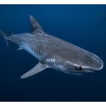 &ldquo;サメに襲われた人&rdquo;世界中で増加、件数トップは米国