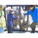 サイタッチ＆トラに肉やり体験、那須サファリパークがGW限定企画。