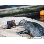 &ldquo;遠恋中&rdquo;アシカがビデオ通話、「さては水族館スタッフに経験者が」。