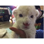 赤ちゃんホワイトライオン公開、1月7日に生まれすくすく成長中。