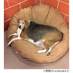 &ldquo;太りすぎたビーグル犬&rdquo;保護、通常の4倍近い体重で歩行も困難に。