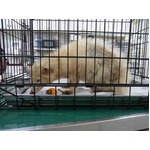 捕獲の白いタヌキを展示飼育、ポンポコリンから&ldquo;ポンちゃん&rdquo;と命名。