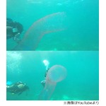 奇妙で神秘&ldquo;海のユニコーン&rdquo;、ダイバーが撮影した動画が話題に。