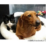 歩けない子猫を守り続ける犬、米国で注目集める&ldquo;仲良しコンビ&rdquo;。