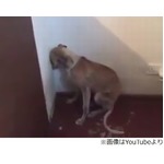 壁を見つめて動かないわんこ、人間に虐待されたトラウマに苦しむ。