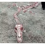 &ldquo;竜の白骨死体&rdquo;発見される