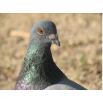 地下鉄の乗って隣町に行く鳩、エサを求めてショッピングセンターへ？