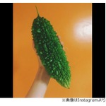 ベッキーがでっかいゴーヤを8本収穫