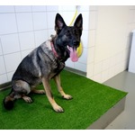 さまざまな犬種の中で&ldquo;最も幸せそうな表情&rdquo;をするのは？ 新たな研究で判明