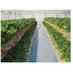 TDL＆TDSのイチゴを自社生産へ、オリエンタルランドがイチゴ農園設立。