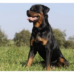 犬に舐められることで人間は健康に、腸内の&ldquo;微生物の多様性&rdquo;アップ