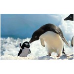 【写真】ほっこりぬいぐるみと動物達、わんこ＆にゃんこやペンギンなども。