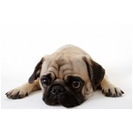 犬が飼い主に与える&ldquo;損害額&rdquo;、英国全体では年間45億円との試算。