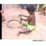コブラと戯れる&ldquo;肝っ玉&rdquo;少女、威嚇されても動じることなく掴む。