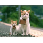 &ldquo;にゃらん&rdquo;中国でも話題沸騰、微博や中国最大のSNSなどで拡散中。