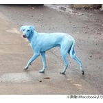 &ldquo;青いわんこ&rdquo;何頭も発見される