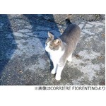 主人のお墓に&ldquo;お供え&rdquo;する猫、葬式の翌日から1年間毎日通い続ける。