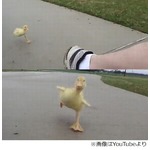 &ldquo;ターボ搭載&rdquo;アヒルが現れた？ 飼い主にくっつき可愛い全力疾走。