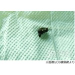 鼻血の原因は&ldquo;乳歯&rdquo;だった、幼少の頃に抜け落ちたあと鼻腔へ侵入。