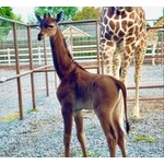 世界で唯一&ldquo;模様のないキリン&rdquo;誕生、上野動物園で1972年に生まれて以来