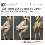 &ldquo;羽根のないフクロウ&rdquo;に衝撃走る