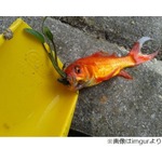 金魚の口に水草が生えていた「いったい何が起きたというんだ&hellip;&hellip;」。