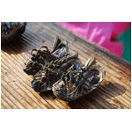 強烈オオグソクムシの煙突焼き、試食体験できる「深海漁見学ツアー」。