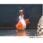 コルク使い金魚の&ldquo;車いす&rdquo;に、飼い主の愛情に称賛の声相次ぐ。