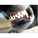 犬と飼い主に&ldquo;W噛み&rdquo;される、「飼い主が犬に似る時代」と皮肉も。