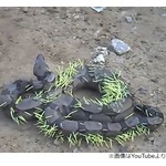 痛々しい&ldquo;トゲだらけのヘビ&rdquo;