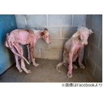 &ldquo;骨と皮だけ&rdquo;のわんこを救出、動物保護施設スタッフも目を覆う惨状。