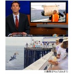 海戻るアザラシに衝撃の結末、「水中からサメがバクッ」実は&hellip;。