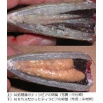 世界初の人為的&ldquo;魚の性転換&rdquo;、養殖への応用や希少種保存に期待。