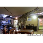 &ldquo;巨大な珍客&rdquo;が現れるカフェ、のっしのっしと歩く姿に客も興奮。