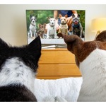 犬は&ldquo;テレビに映る別の犬&rdquo;が大好き、サッカーやアニメも楽しむ傾向