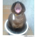 マリオの&ldquo;あのキャラ&rdquo;風ネコ、植木鉢の上にちょこんと座ったら&hellip;。