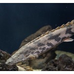 堂本剛が&ldquo;ENDRECHERI（エンドリケリー）&rdquo;になったきっかけ