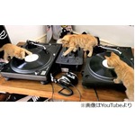 子猫3匹が協力してDJプレー、ミキサー操作もスクラッチもお手のもの？