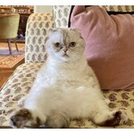 テイラー・スウィフトの猫が&ldquo;裕福なペット&rdquo;世界3位、推定資産は驚愕の&hellip;