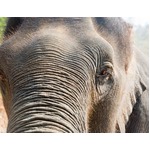 仲間殺され15頭のゾウが報復、轢いた列車や周辺の民家を&ldquo;攻撃&rdquo;。