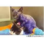 紫色の毛＆負傷した子猫保護、獣医「恐らく犬の&ldquo;噛むおもちゃ&rdquo;に」。