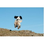 &ldquo;愛犬失踪&rdquo;で挙式延期に賛否、式の10日前に姿消し途方に暮れる。