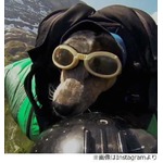 飼い主と大空を飛んだわんこ、ジャンプスーツで岩場からダイブ。