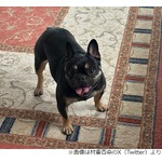 村重杏奈、愛犬&ldquo;ランパチ&rdquo;（乱刃血）の名前の由来明かす