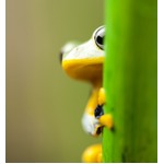 &ldquo;カエル生食&rdquo;で陰嚢に寄生虫、「病に効く」の言い伝え信じ悲劇。